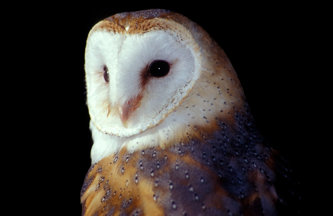 The allure of owls